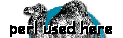 Perl used here